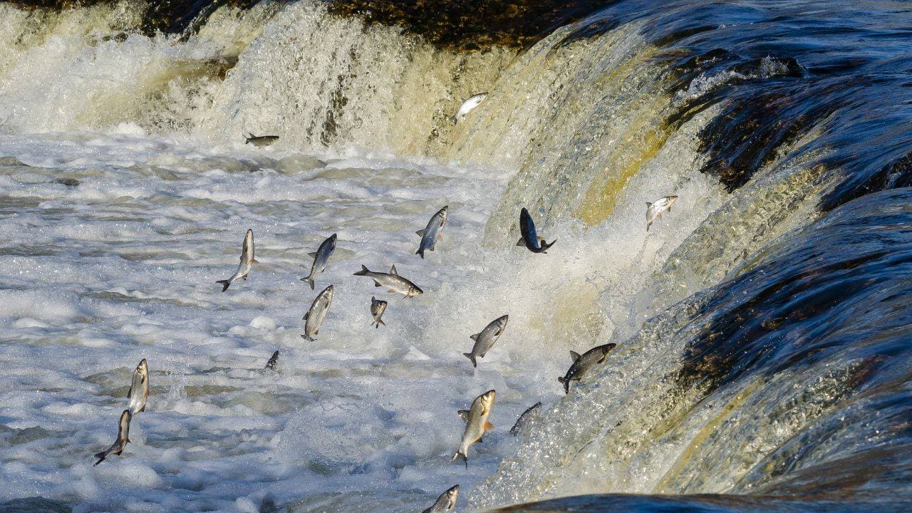 Salmon swimming upstream
