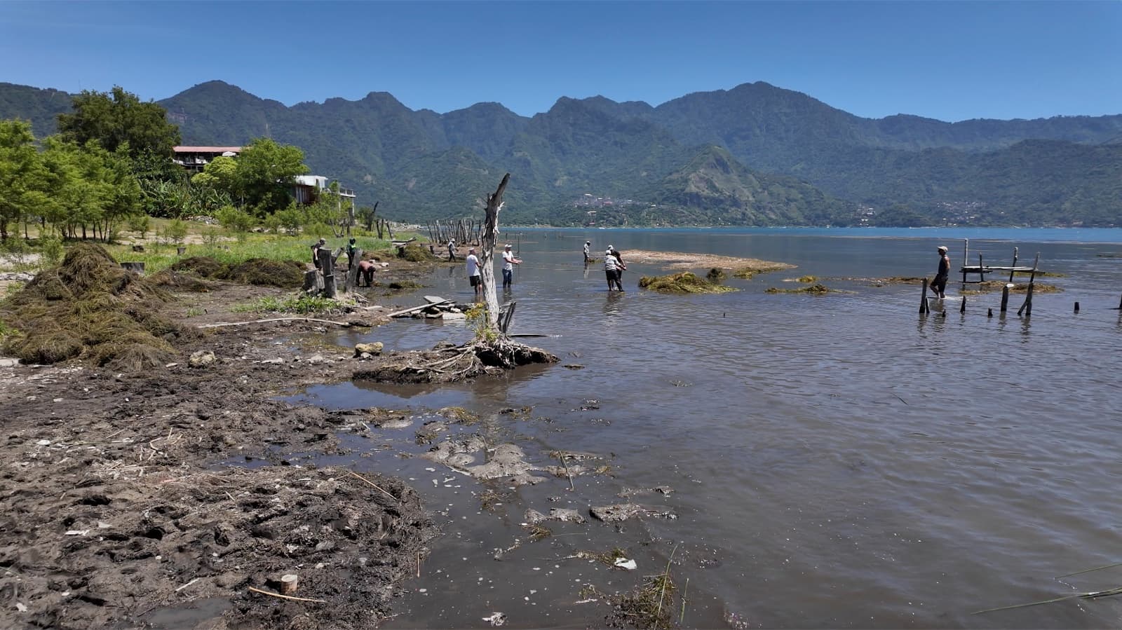 A productive wetland for San Pedro la Laguna